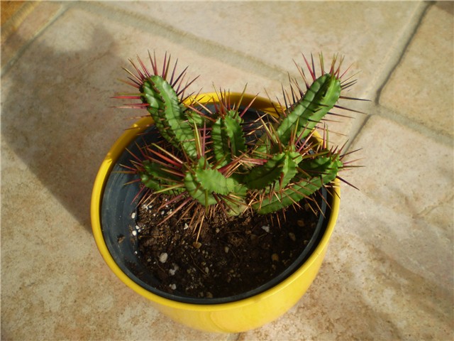 euphorbia